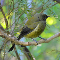 New Zealand Bellbird